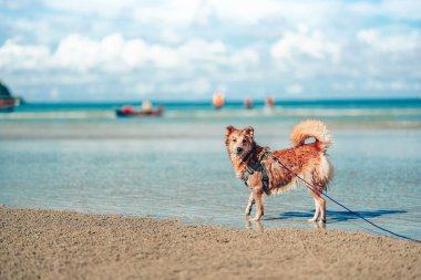 Plaj suyunda oynayan bir köpek. köpek, hayvan, aile kavramı.