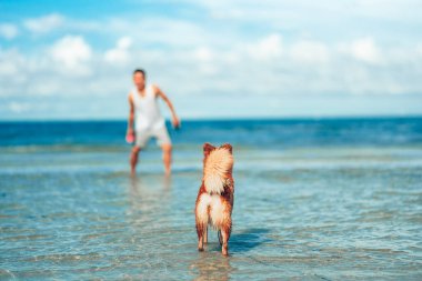 Plaj suyunda oynayan bir köpek. köpek, hayvan, aile kavramı.