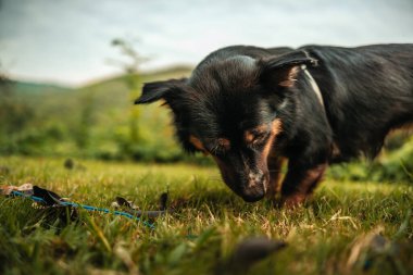 Köpek oyunu ve çimde rahatlamak. Hayvan, Aile, Arkadaşlık konsepti.