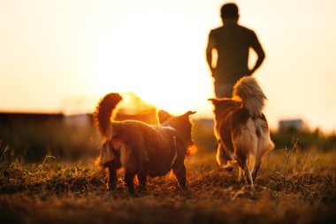 Köpek gün batımında sahibiyle çayırda koşmaktan mutlu. Hayvan ve aile kavramı.