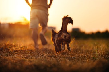 Köpek gün batımında sahibiyle çayırda koşmaktan mutlu. Hayvan ve aile kavramı.