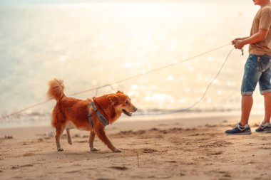 Sahibi ile sahilde yürüyen bir köpek. köpek, hayvan, aile kavramı.