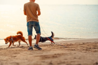 Sahibi ile sahilde yürüyen bir köpek. köpek, hayvan, aile kavramı.