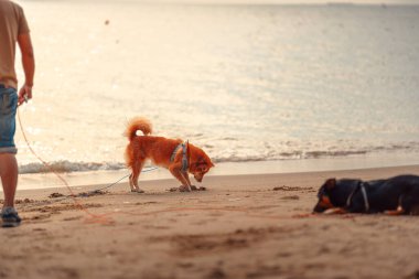 Köpek oynuyor ve kumsalda kum kazıyor. köpek, hayvan, aile kavramı.