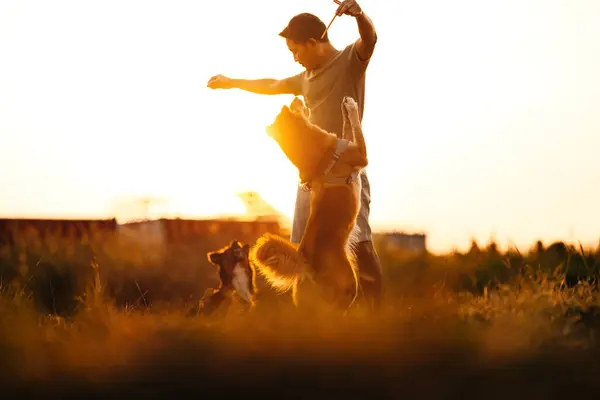 dog happy jumps and grabs dog treats on his owner\'s hand on the grass during the sunset. Pet family, Food, snacks concept