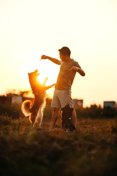 dog happy jumps and grabs dog treats on his owner's hand on the grass during the sunset. Pet family, Food, snacks concept