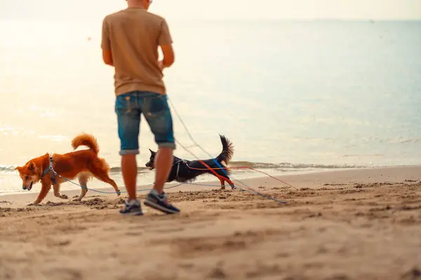 Cane Che Cammina Sulla Spiaggia Con Proprietario Cane Animale Domestico — Foto Stock