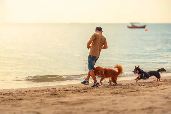 Cane Che Corre Sulla Spiaggia Con Proprietario Cane Animale Domestico — Foto Stock