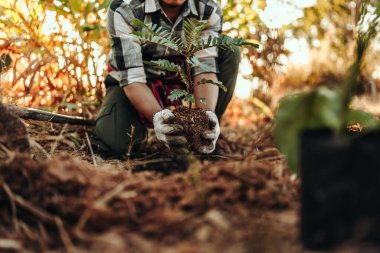 Bir bahçıvan bahçede yere bir ağaç dikiyor..