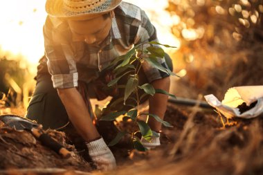 Bir bahçıvan bahçeye mango ağacı dikiyor..