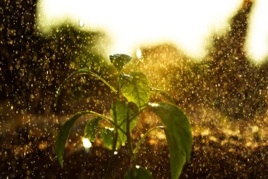 Acı biber yaprakları, akşam ışığı ve su damlaları..