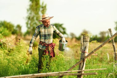 Bir sebze bahçıvanı akşamları bahçede yetişen sebzeleri sulamak için bir sulama kutusu kullanıyor..