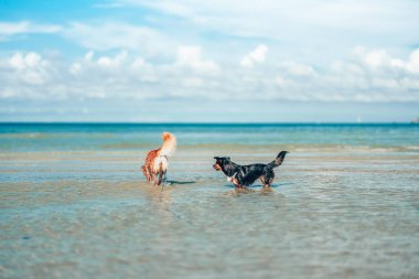 Plaj suyunda oynayan bir köpek. köpek, hayvan, aile kavramı.