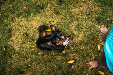 Çimlerin üzerinde köpekle oynayan bir adam. Hayvan, Aile, Arkadaşlık konsepti.