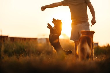Köpek mutlu bir şekilde atlar ve gün batımında sahibinin elinden köpek maması alır. Hayvan ailesi, yiyecek, atıştırmalık konsepti