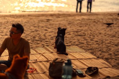 Gün batımında bir köpek kumsalda bir kuş yakalamaya çalışır..