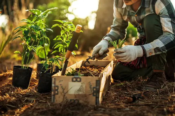 stock image Farmers use trowel to prepare the soil for planting vegetables.