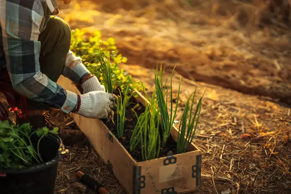 stock image Gardeners are growing scallions and cilantro in pots.