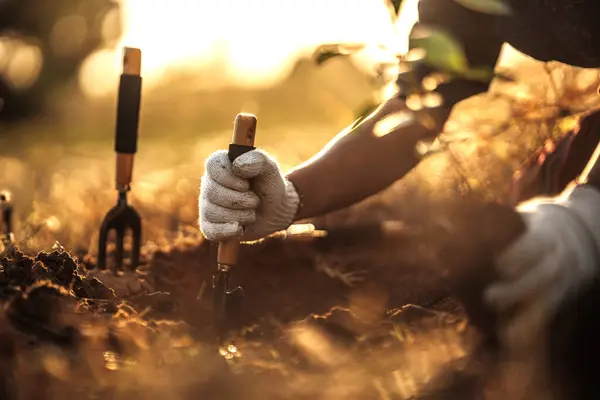 stock image Farmers are using spades to dig holes to plant mango trees.