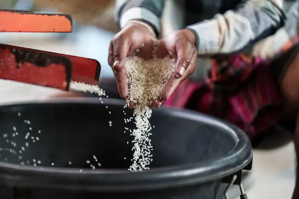 Bir Çiftçi Elinde Pirinç Değirmeniyle Pirinç Öğütüldüğünü Gösteriyor Stok Fotoğraf
