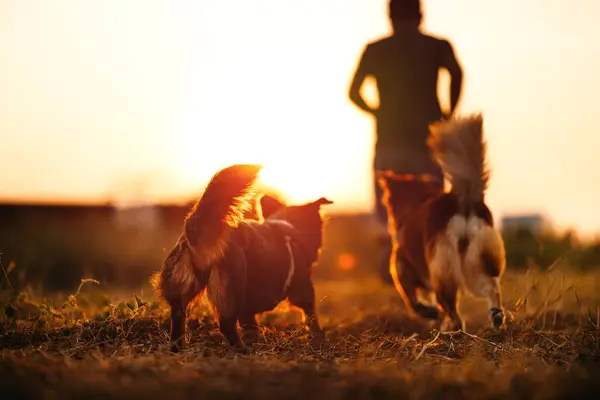Собака Щаслива Біжить Лузі Своїм Власником Під Час Заходу Сонця Стокова Картинка