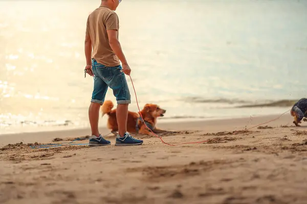 Собака Біжить Грати Разом Пляжі Собака Домашня Тварина Сім Концепція Стокова Картинка