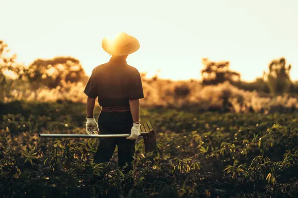 Cultivateur Manioc Tient Une Houe Tient Milieu Son Champ Pendant Photos De Stock Libres De Droits