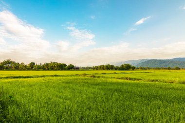 Pirinç tarlaları dolu, mavi gökyüzünün altında hasat edilmeyi bekliyorlar. Çiftlik, Tarım Konsepti.