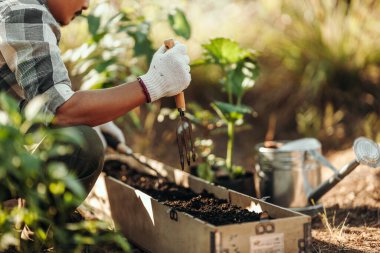 Çiftçiler toprağı sebze ekmeye hazırlamak için kürek kullanırlar..