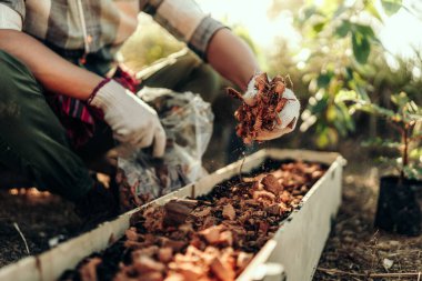 Bahçıvanlar sebze ekmeden önce toprak ve çömlek için hindistan cevizi kabukları kullanıyorlar..