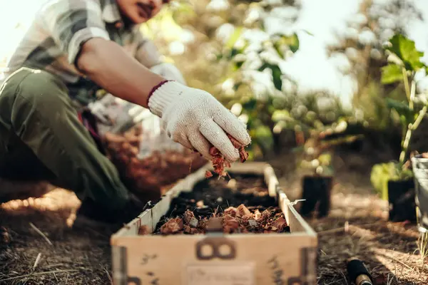 stock image Gardeners are using coconut husks as a base for pots mixed with soil before planting vegetables.