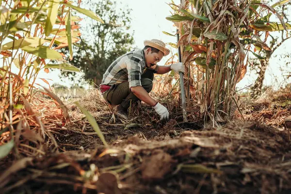 Petani Menggali Tanaman Galangal Untuk Menjual Stok Gambar