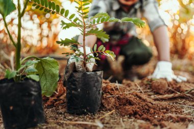 Bahçıvanlar ekmek için bitki topluyorlar..