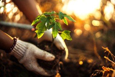 Bir çiftçi toprağa papaya ağacı dikiyor..