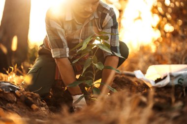 Bir bahçıvan bahçeye mango ağacı dikiyor..