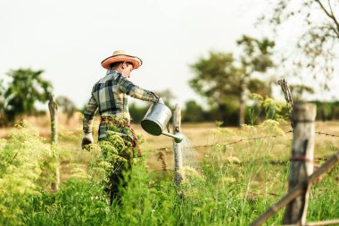 Bir sebze bahçıvanı akşamları bahçede yetişen sebzeleri sulamak için bir sulama kutusu kullanıyor..