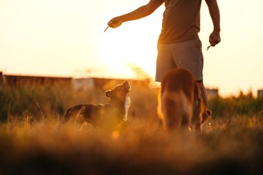 Köpek mutlu bir şekilde atlar ve gün batımında sahibinin elinden köpek maması alır. Hayvan ailesi, yiyecek, atıştırmalık konsepti