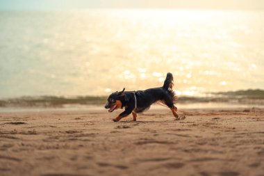 Köpek sahilde koşuyor. köpek, hayvan, aile kavramı.