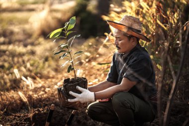 Bir bahçıvan bahçeye mango ağacı dikiyor..