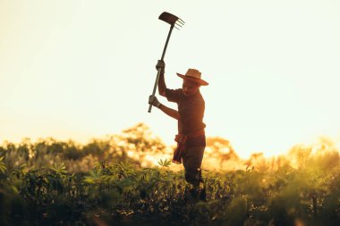 Cassava çiftçileri gün batımında tarlalarının ortasında kazı yapıyorlar..