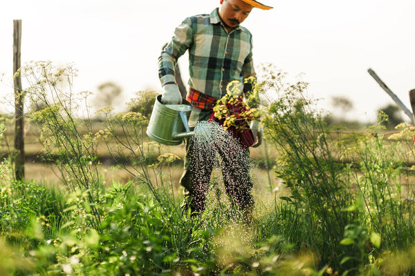 A vegetable gardener is using a watering can to water vegetables growing in the garden in the evening.