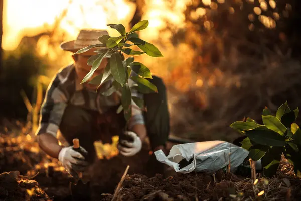 Seorang Tukang Kebun Menanam Pohon Mangga Kebun Stok Foto Bebas Royalti