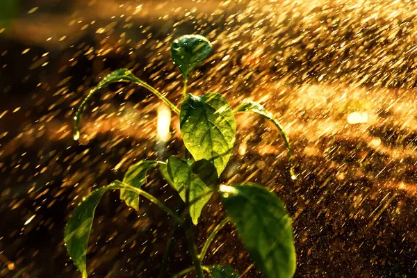 Chili Plante Blade Med Aften Lys Vanddråber Fra Vandkande Stock-billede