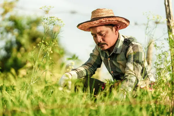 Tukang Kebun Melihat Sayuran Yang Telah Ditanamnya Stok Gambar Bebas Royalti