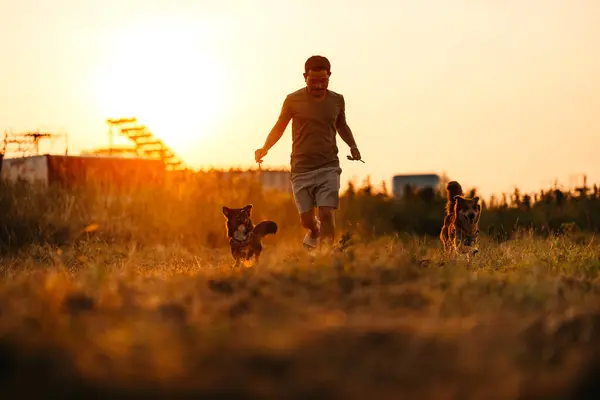 Dog Happy Running See Dog Treats His Owner Hand Sunset Royaltyfrie stock-billeder