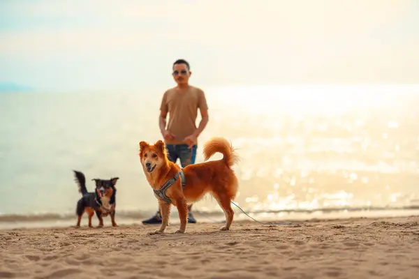 Hundevandring Stranden Med Ejer Hund Kæledyr Familiebegreb Stock-billede