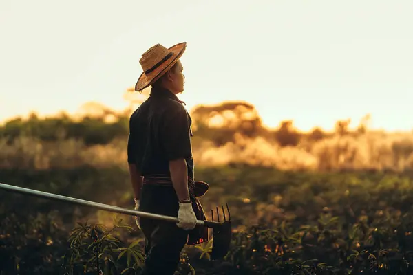 Seorang Petani Singkong Memegang Cangkul Dan Berdiri Tengah Tengah Ladangnya Stok Foto Bebas Royalti
