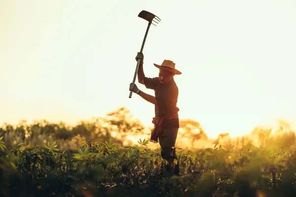 Para Petani Singkong Menggali Tengah Ladang Mereka Selama Matahari Terbenam Stok Foto