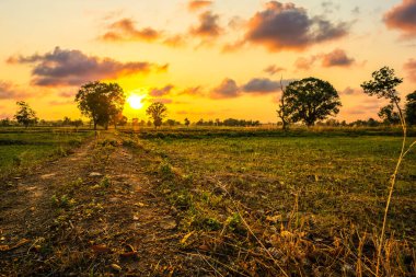 Gün batımında hasattan sonra pirinç tarlalarının manzarası. Çiftlik, Tarım Konsepti.