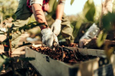 Bahçıvanlar sebze ekmeden önce uzun saksılara toprak yaymak için tırmık kullanırlar..